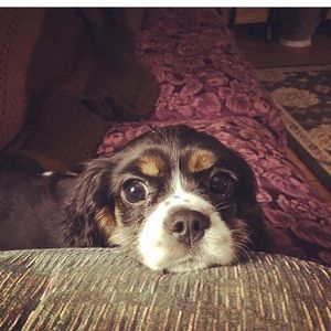 Meet your Posher, Joseph m